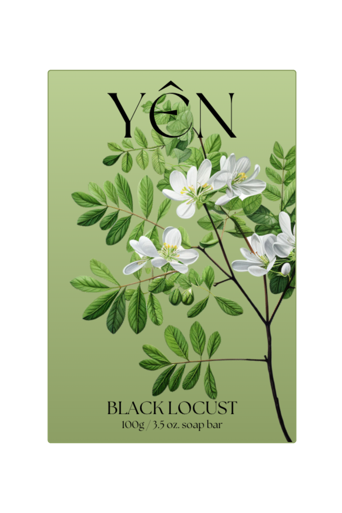 Black Locust